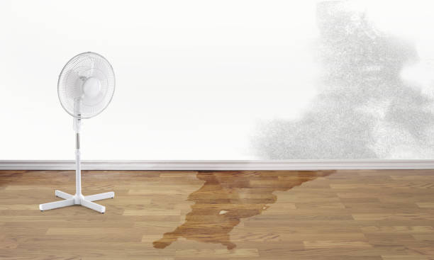 Best Water damage contractors near me  in Wofford Heights, CA