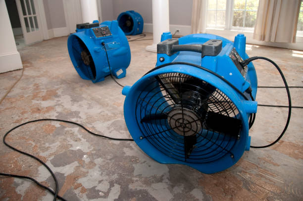 Best Mold removal after water damage  in Wofford Heights, CA